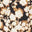 Golden Floral Shadows