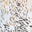 Natural Earth Tone Confetti