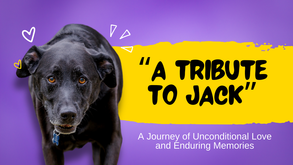 A Tribute to Jack: A Journey of Unconditional Love and Enduring Memories