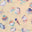 Pastel Shells