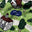 Green Town