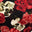 Spooky Roses