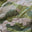 Micro Stripe Camo