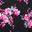 Black Pink Floral