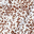 White Brown Mini Cheetah