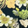 Black Cream Tan Succulent Floral