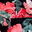 Black Coral Floral