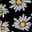Black White Large Daisy