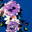 Blue Floral