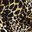 Black Yellow Cheetah