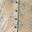 Cream Blue Bows