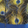 Royal Blue / Peacock Feather