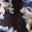 Bluish Floral